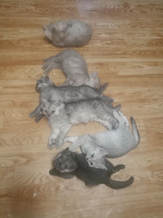 Шотландские котята