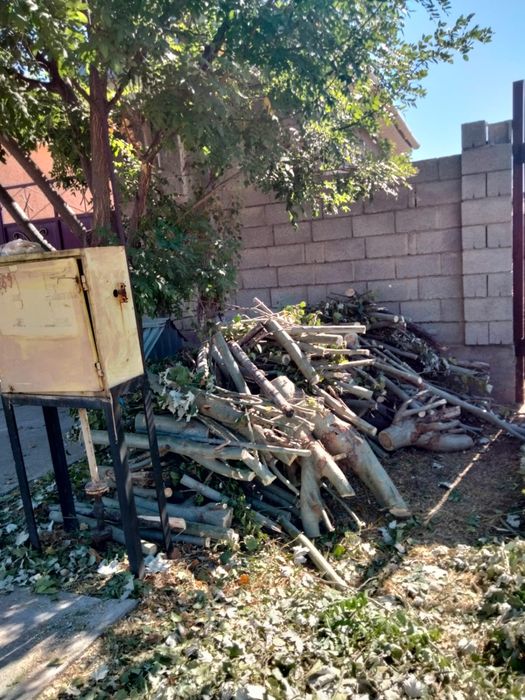 Дрова бесплатно, тегін отын, самовывоз