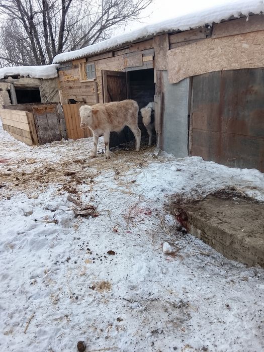 Здравствуйте продаю 3 бычков возраст 7 месяцев