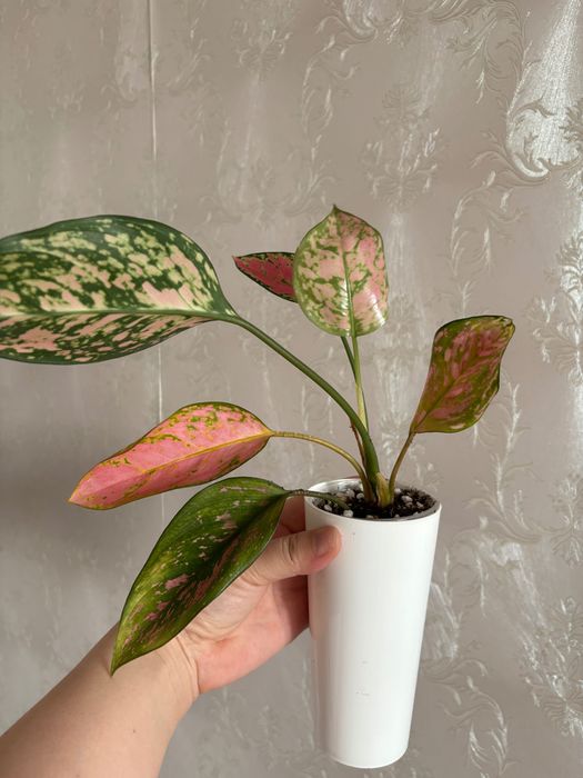 Продам комнатные цветы, алоказии