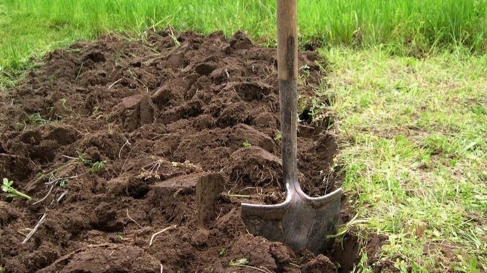 Уборка дачных участков от листвы, сухостоя.