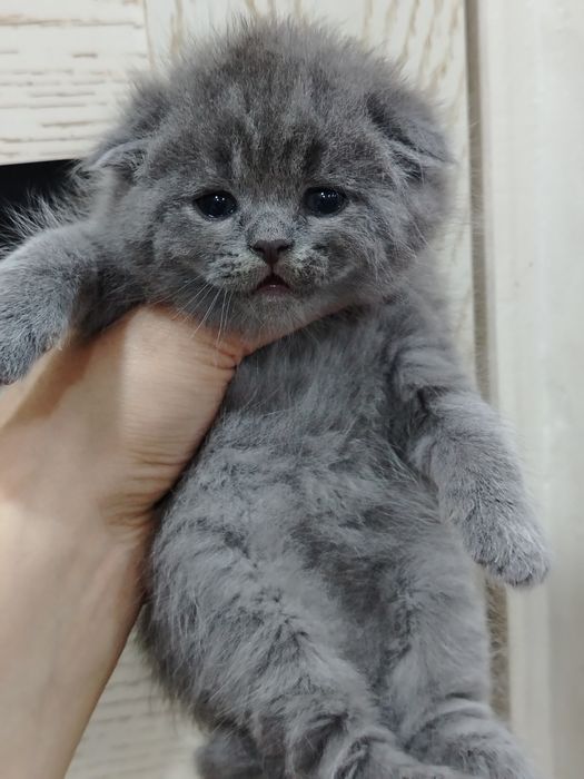 Skotish fold mushukcha