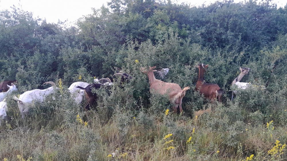 Vând  capre  500  lei  Bucata   Ietitii  350  bucata