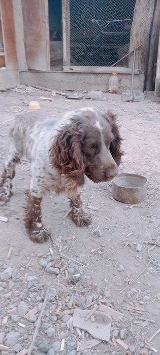 Спаниель продам спаниеля