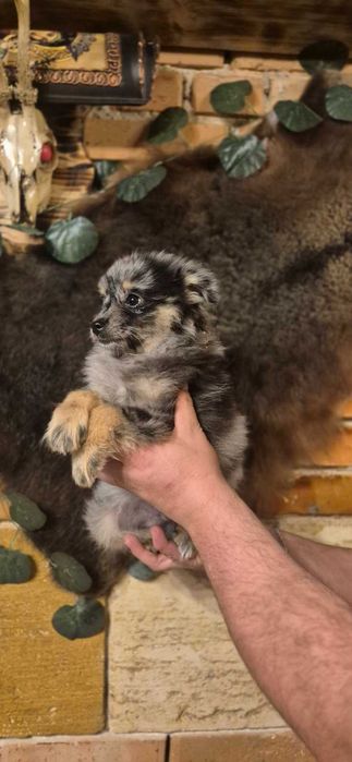 Кученца пинчери и мерлета