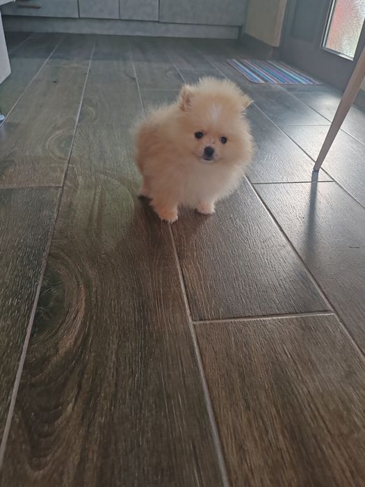 Померан  мъжко мъжко