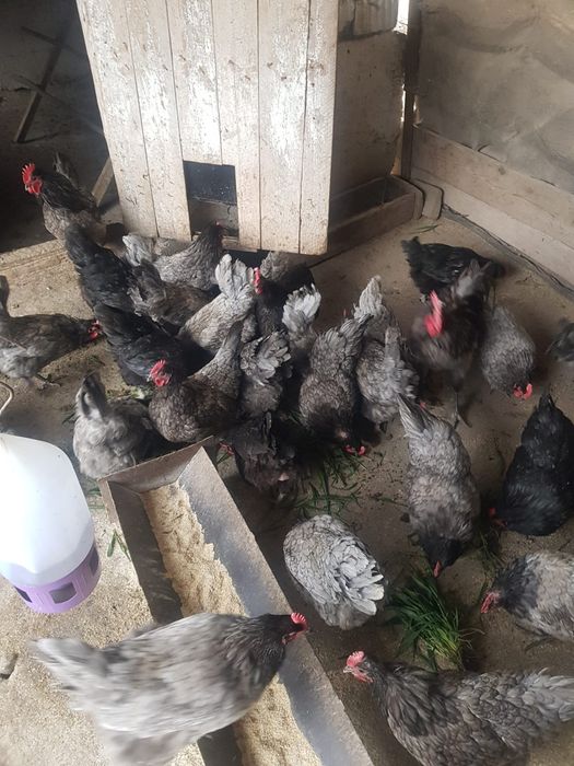Ouă pt.incubat rasa Australorp