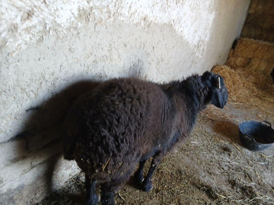 Qo'chqor barralar sotiladi