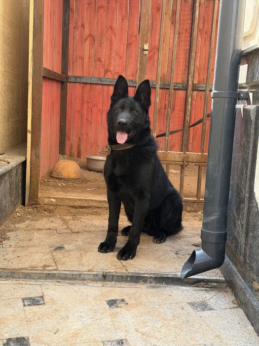 Немецкая овчарка