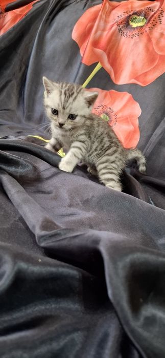Шикарные вислоухие котята