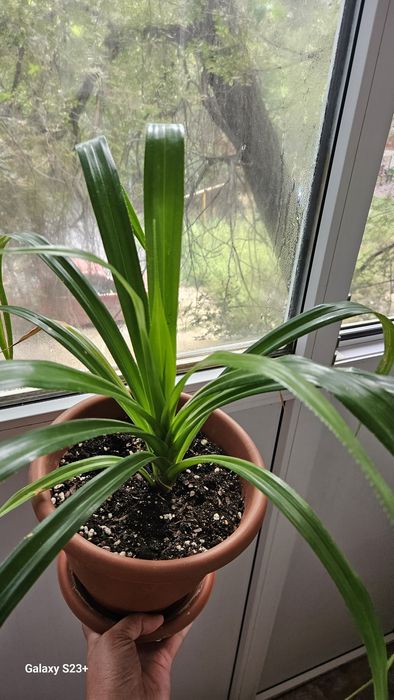 Үй гүлдерін сатамын 5 мыңнан