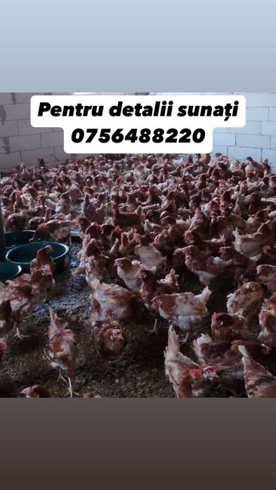 Gaini ouatoare/ puicute ouatoare