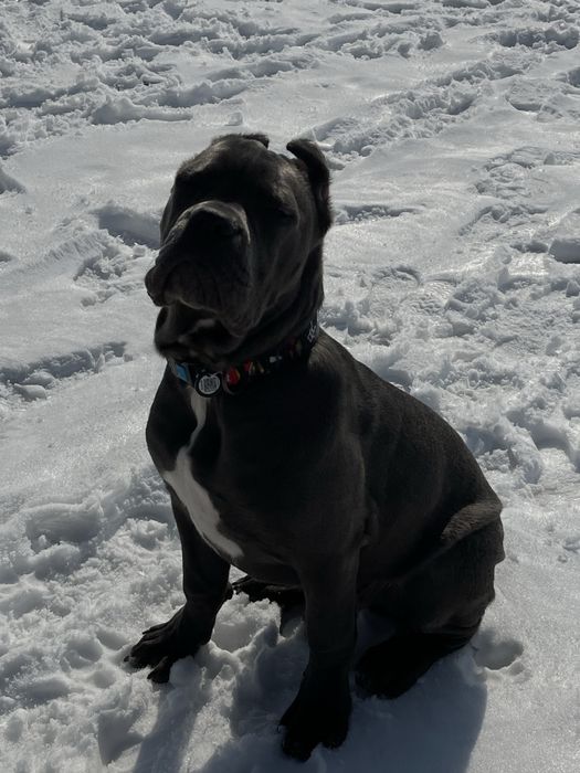 Зоогостиница передержка