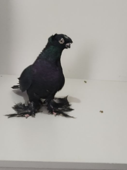 Голубы двухшубые