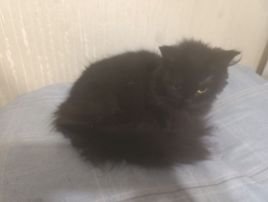 Одам срочно кошку