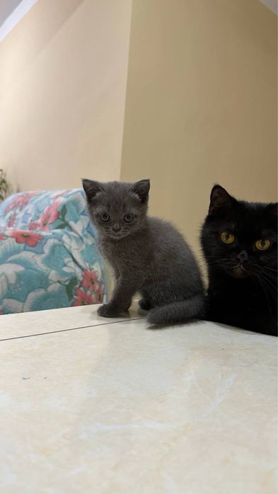 Продаются шотландские котята, сотилади