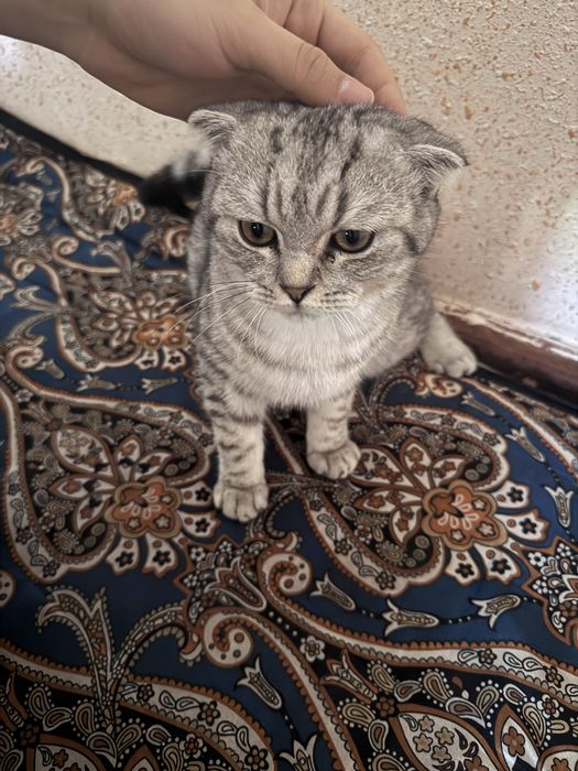 Mushukcha(котенок)