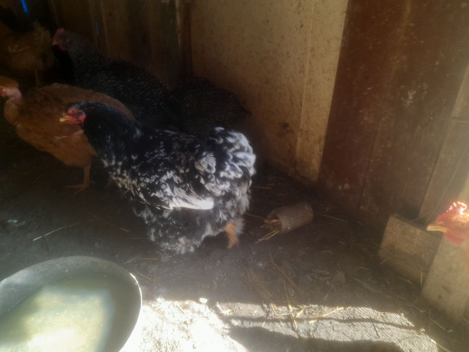 Vind sau schimb ciocinia urias