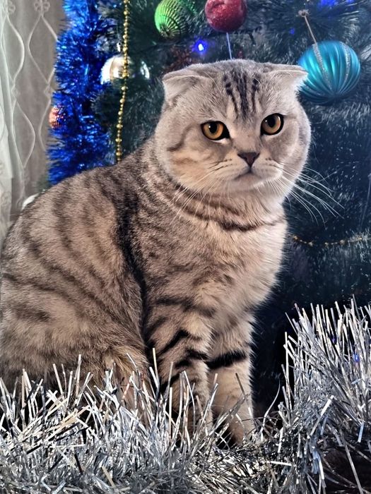 Продам Шотландского котёнка