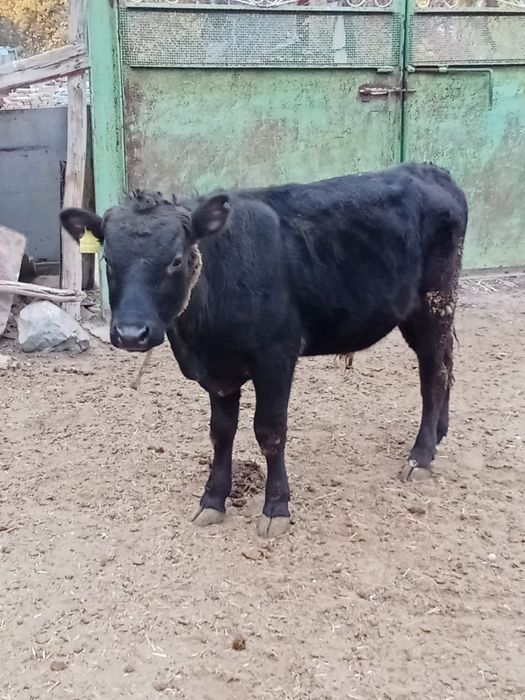 Семіз әйелдер мен ерлердің порносы