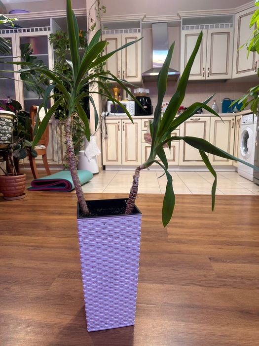 Растения деревья живые