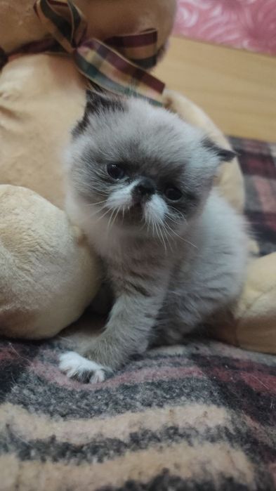 Котенок экзот девочка