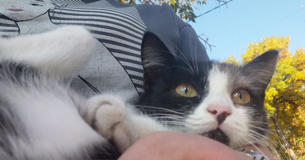 Отдам котенка ..