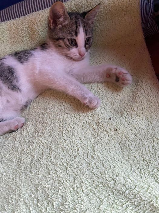 Котята ищут хорошую семью.