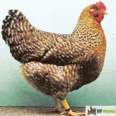 Belefelder tuhumlari sotiladi