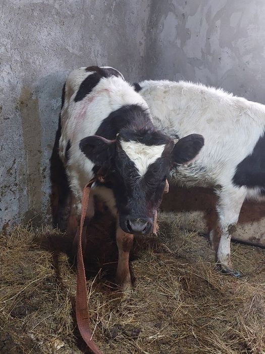 De vânzare un tăuraș și o vițea