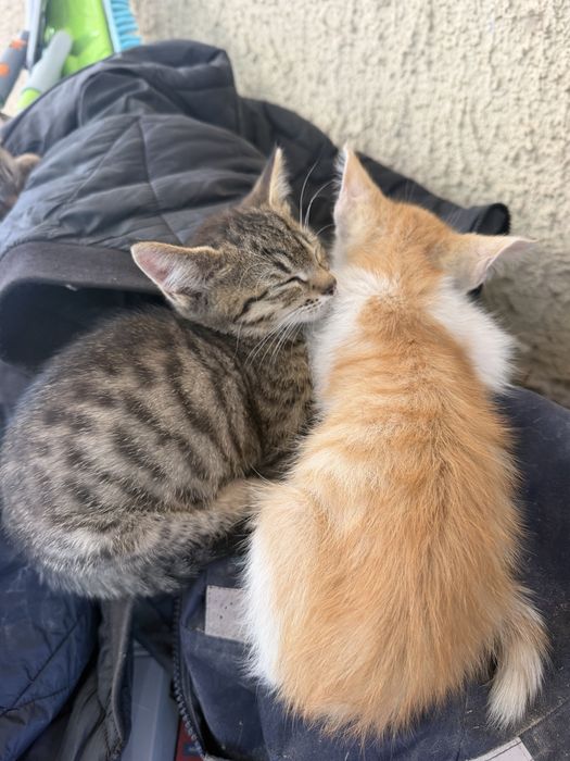 Котята бесплатно в добрые руки