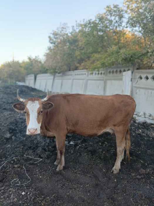 Продам коров молочного направления