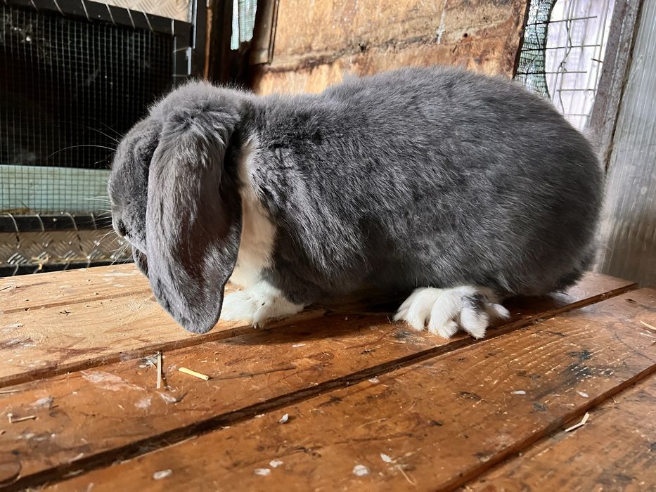 Mascul Berbec German