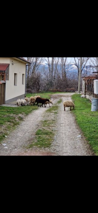 Овце и агнета                           .