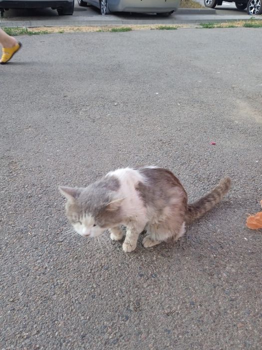 Отдам в хорошие руки