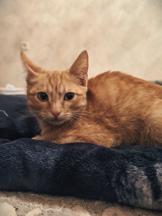 В добрые руки Котенок мальчик