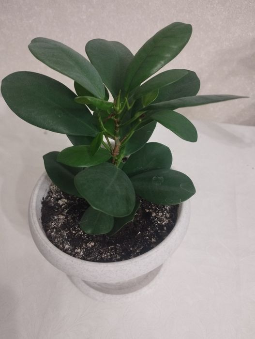 Фикусы разных сортов, район Евразии