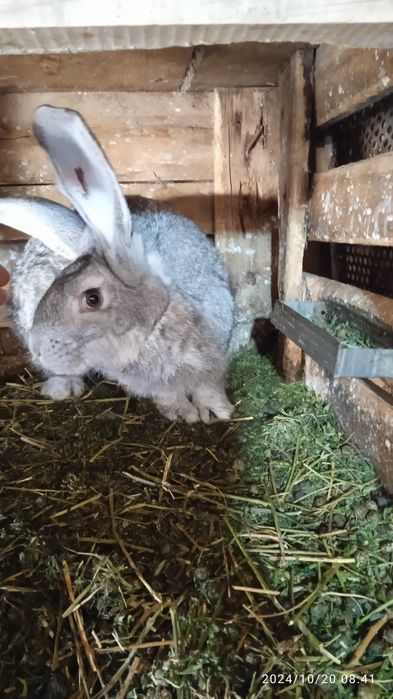 Прадам кралоф рабочих