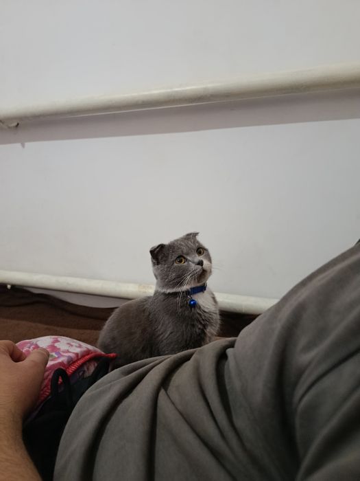 Mushukcha oʻgʻil bola