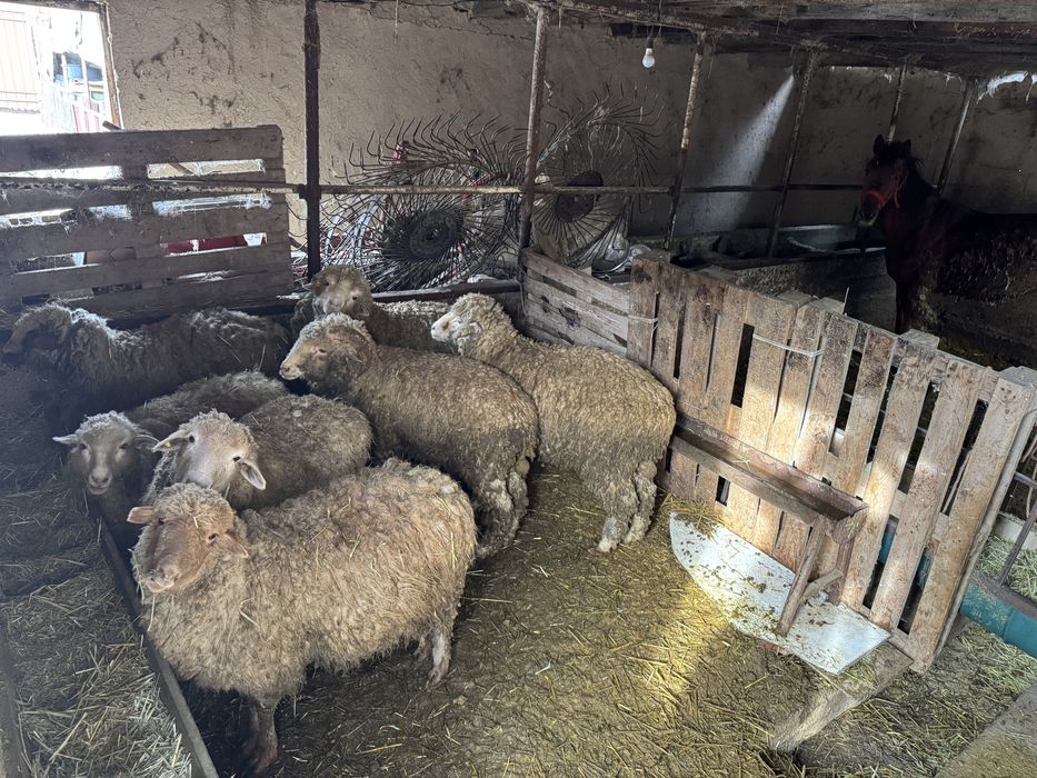 Продам барашек, тоқты.