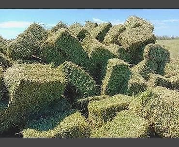 Сено клевер разнотравье