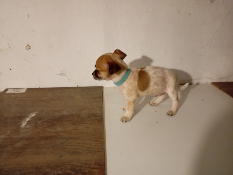 Сладко мини Чихо-пинчер (момче)