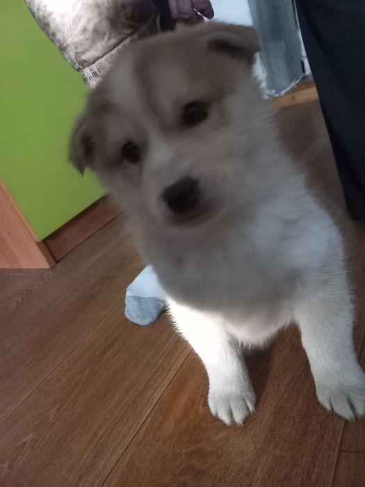 Щенки хаски помесь с овчаркой