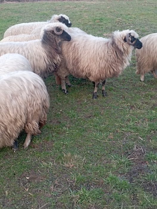 Oi bune și tinere de vanzare