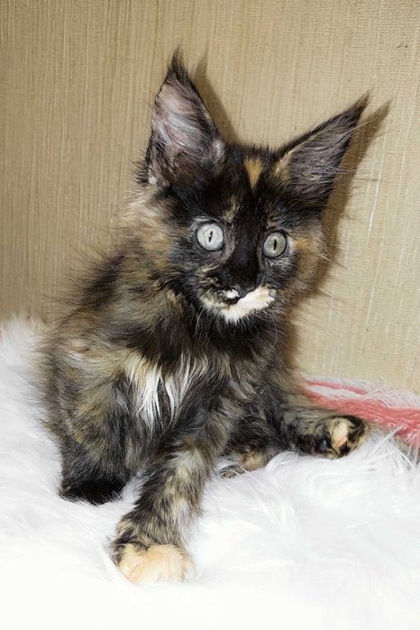 SHANEL – Fetiță Maine Coon Tortie | 3 luni | Pedigree | www.lynxrunecode.com