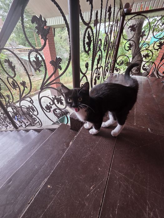 Отдам котенка в добрый руки