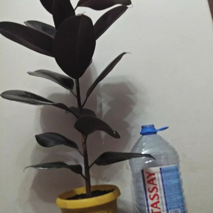 Фикус продаю ,,черный принц"