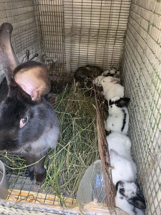 Продам кроликов 4-6 мес