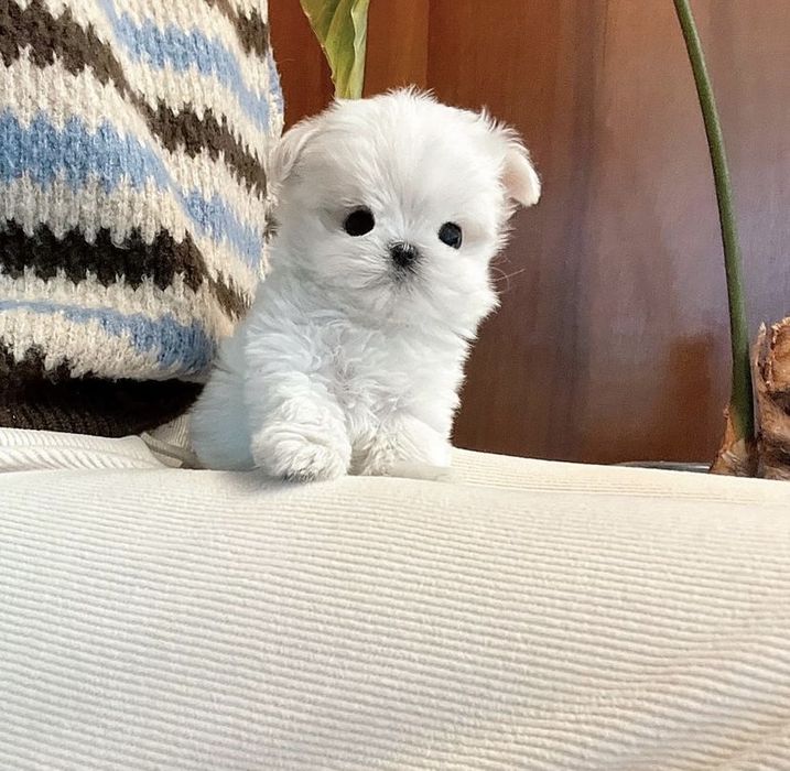 Bichon maltez mini toy