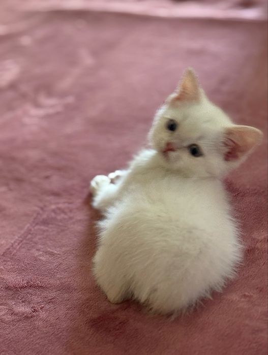 Вязка кот белый скоттиш страйт